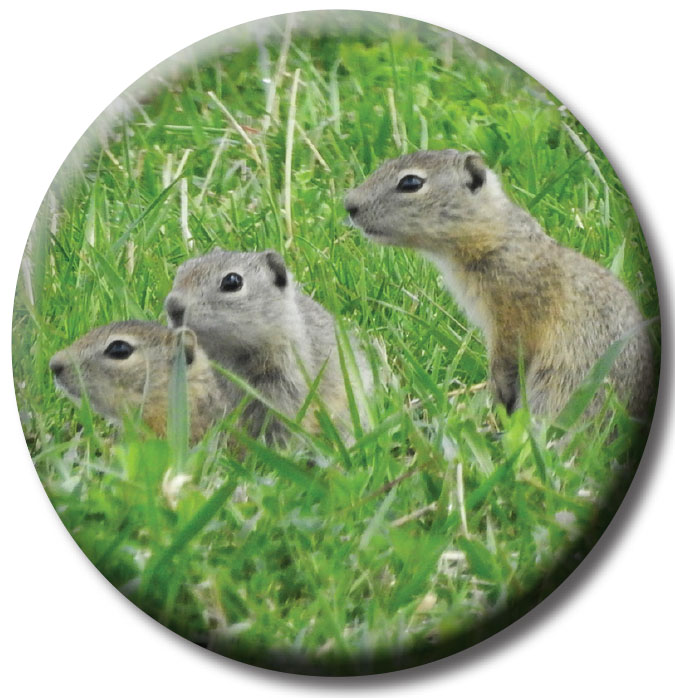 Sage rats in orchard grass can eat 14 to 15 pounds of forage in the short growing season lasting between March and mid-July.